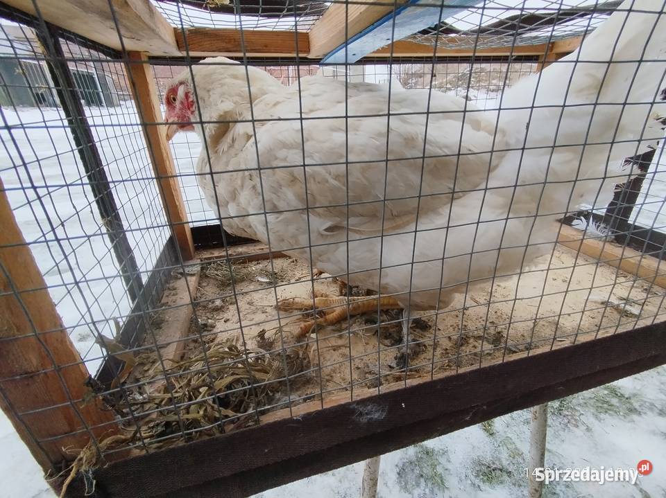 Kurczak mięsny brojer