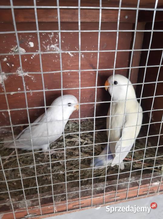 Papugi nierozłączki