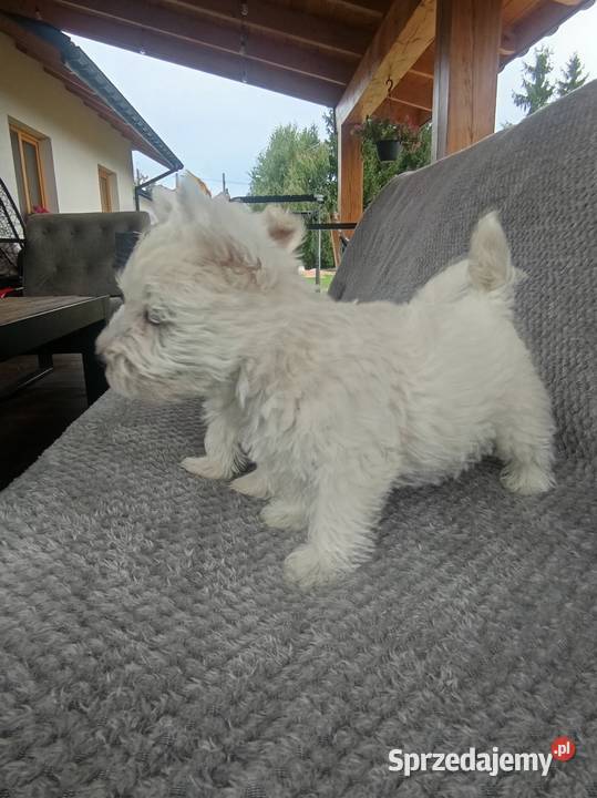 Szczeniaki rasy West Highland White Terrier Dębica