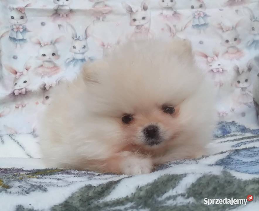 Pomeranian szpic miniaturowy cudowna MALUTKA Szpic miniaturowy Warszawa