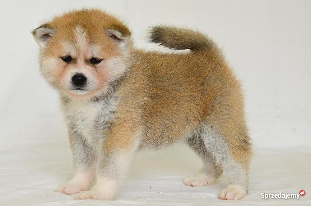 Akita japońska czerwone szczenięta