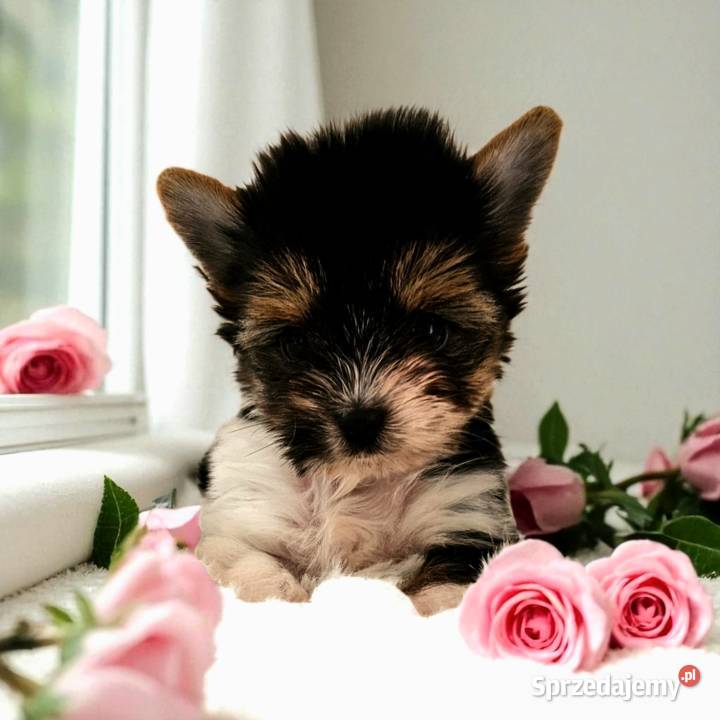 Piękne maleństwo Suczka York Biewer Rodowód opolskie Opole