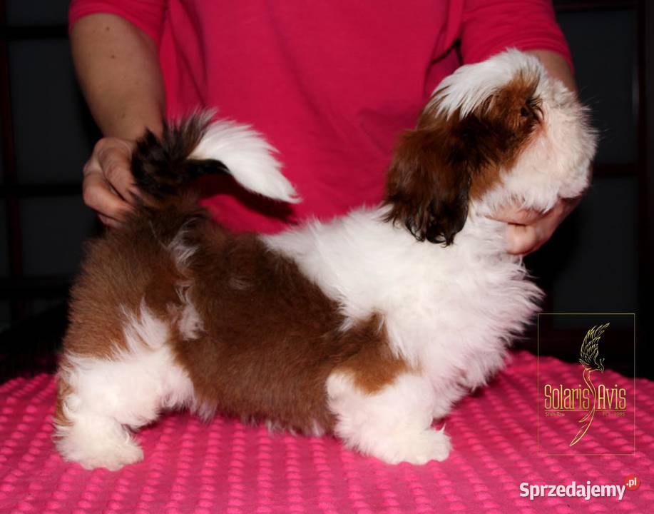 Shih Tzu suczka Szczeniaczek Kościelisko