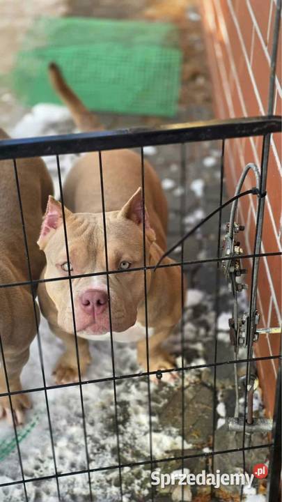 Szczeniaki American Bully Pocket małopolskie Zakopane