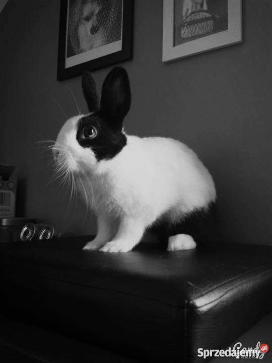 Królik miniaturka całe wyposażenie Pelplin