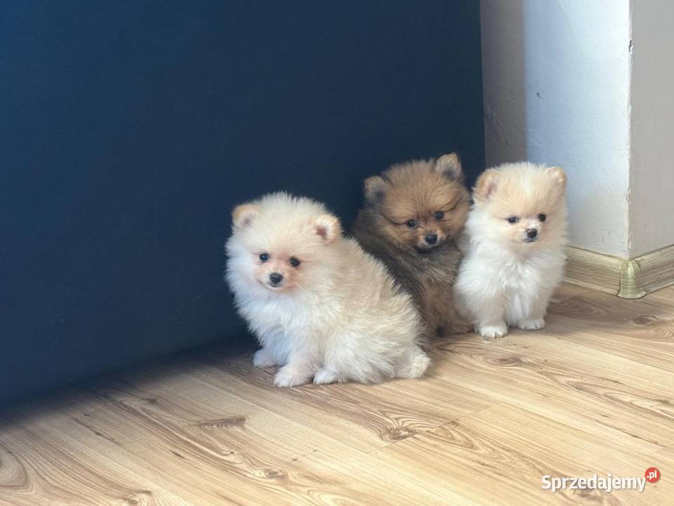 Szpic miniaturowy pomeranian świętokrzyskie Łukowa