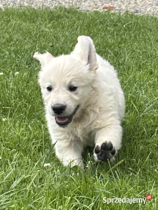 Szczenięta Golden Retriever ZKwP FCI Bierna sprzedam