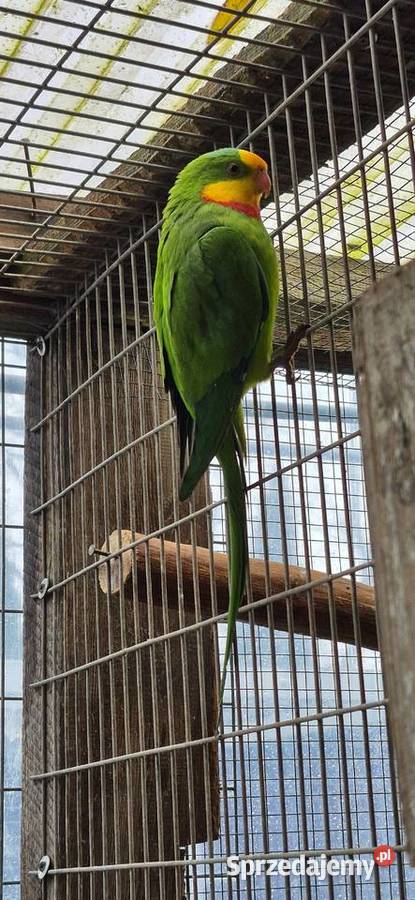 Redukcja hodowli papug Grodzisk Wielkopolski