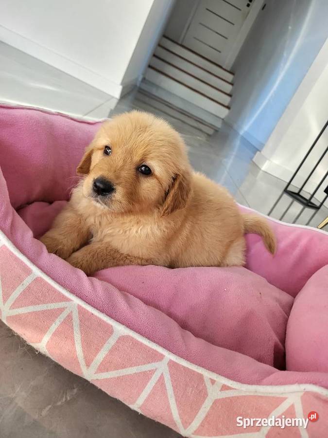 Chłopaki Golden retriever ciemno złote maluszki Golden Retriever