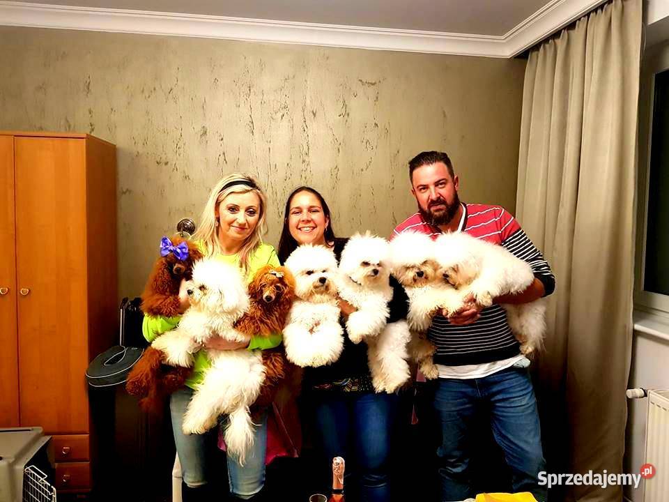 PUDEL TOY RED płowy samiec do odbiorurodowófd Bydgoszcz sprzedam