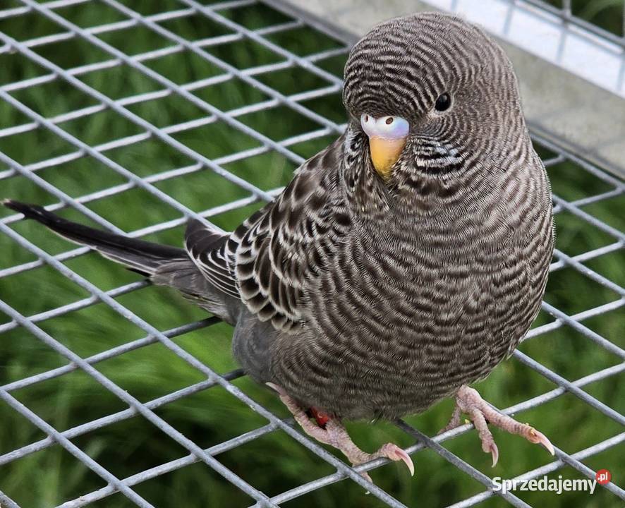 papużka falista blackface łatwo się oswaja może Zwierzęta Bolesławiec