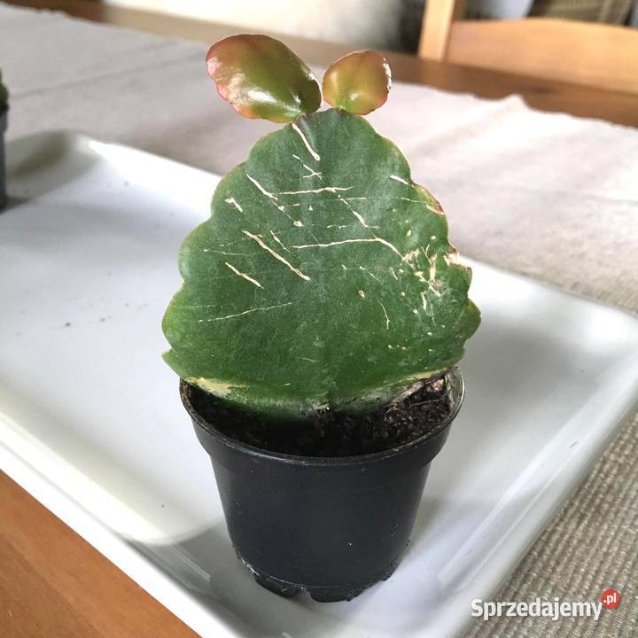 Rhipsalis pachyptera Robusta Warszawa sprzedam