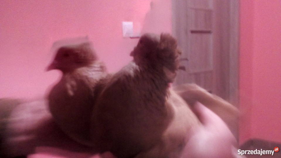 Gołembie ozdobne Tokarówka