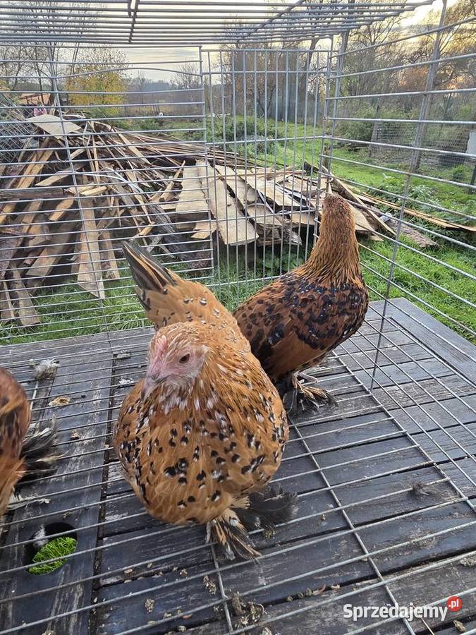 Pary hodowlane kur ozdobnych Pyrzyce