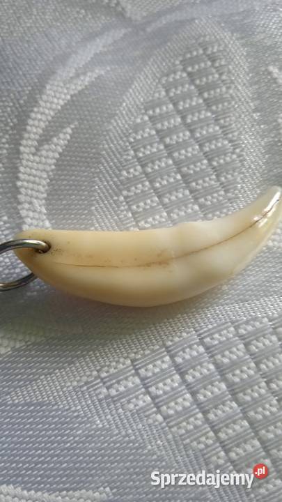 NATURALNY KIEŁ JAKO PRZEWIESZKA Piła