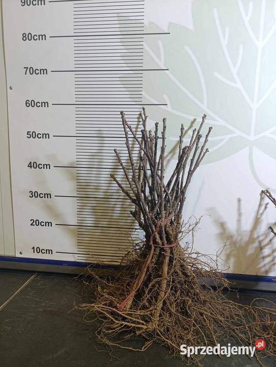 Sadzonki porzeczki czerwonej 23 wybór Jonker Stary Pożóg sprzedam