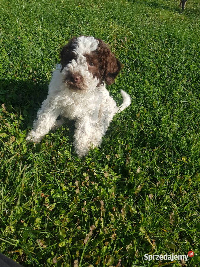 Szczenięta rasy lagotto romagnolo pieski zkwp