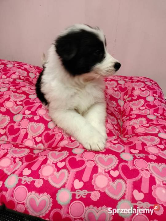 Border collie szczenięta z rodowodem gotowe do Radom