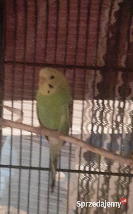 Sprzedam papugi faliste Reda