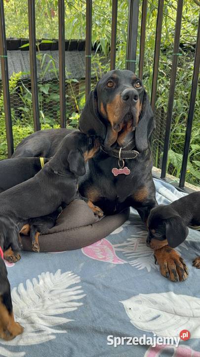 Sprzedam Gończy Polski Szczeniaki Małe Ciche