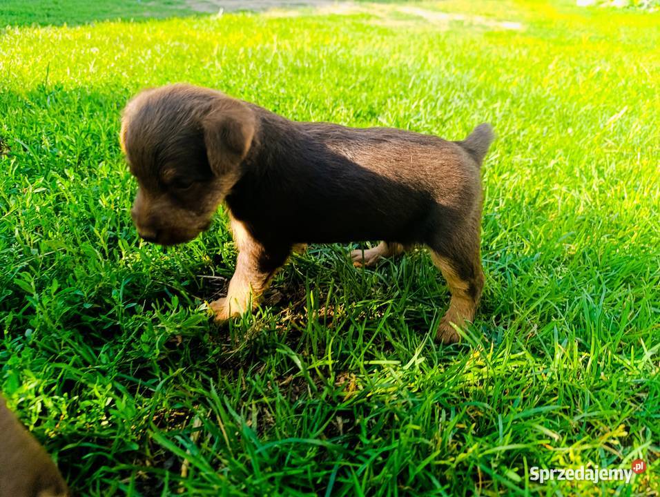 Terier niemiecki czekoladowy szczenięta Sokołów Podlaski