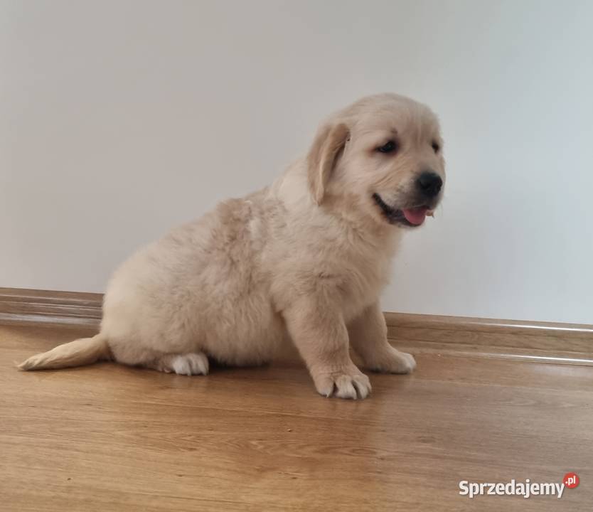 SUPER ostatnie PIESKI GOLDEN RETRIEVER Stary Broniszew