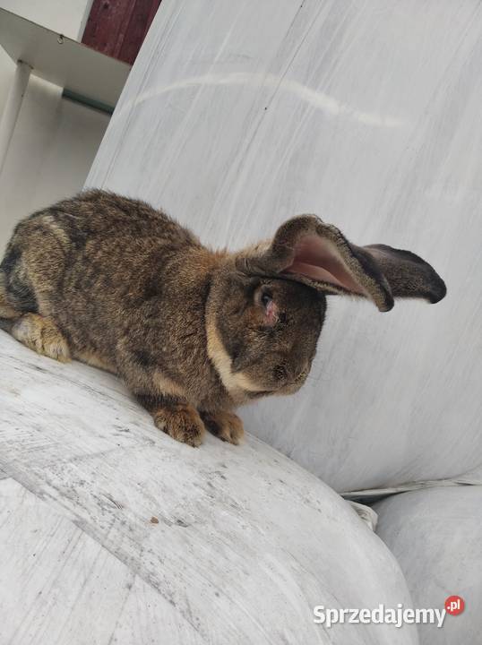 Sprzedam samca olbrzym belgijski Zwierzęta mazowieckie Przeradz Wielki