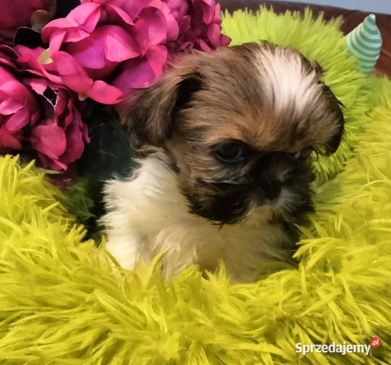 Shih tzu FCI suczka Wałbrzych