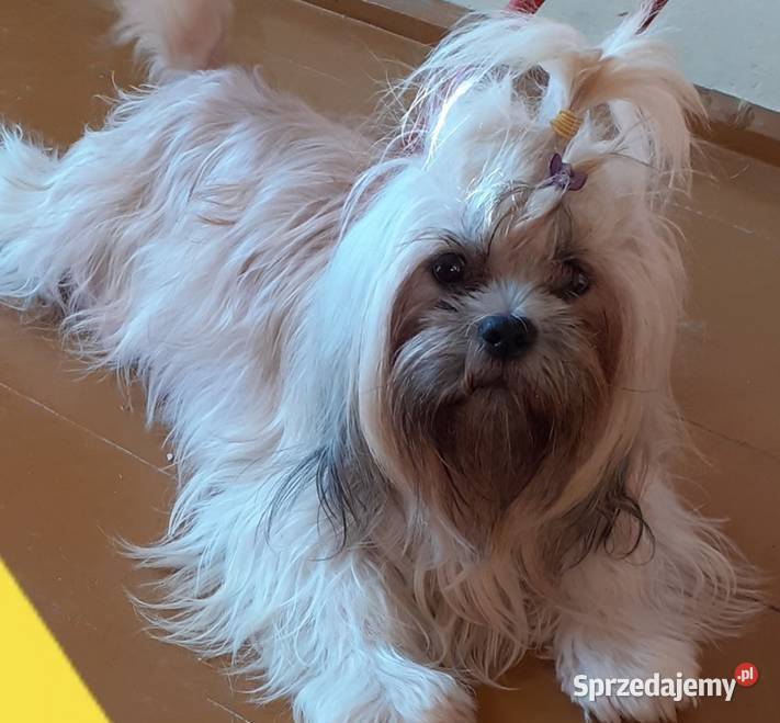 lhasa apso śląskie Wodzisław Śląski sprzedam