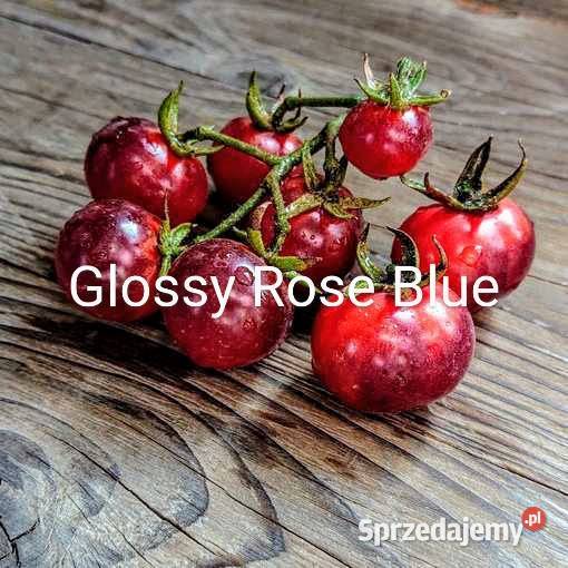 Glossy Rose Blue pomidor nasiona kolekcja 2024 Kraków sprzedam