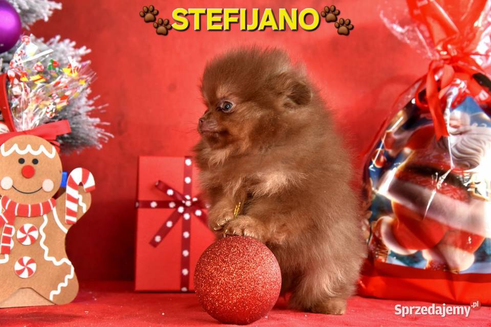 Pomeranian Boo Szczenięta w kolorze CHOCOLATE Walentynów sprzedam