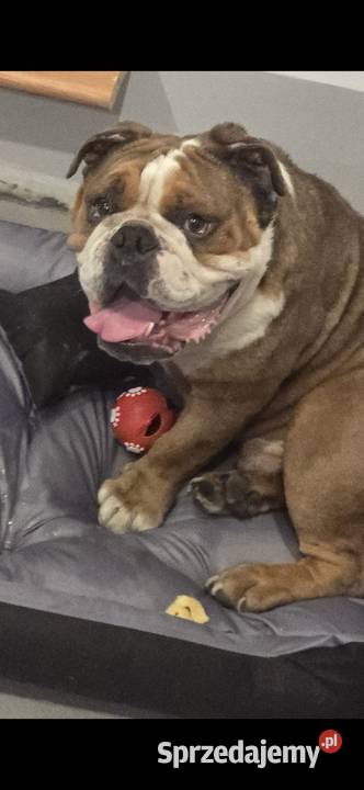 Buldog angielskiego Gliwice