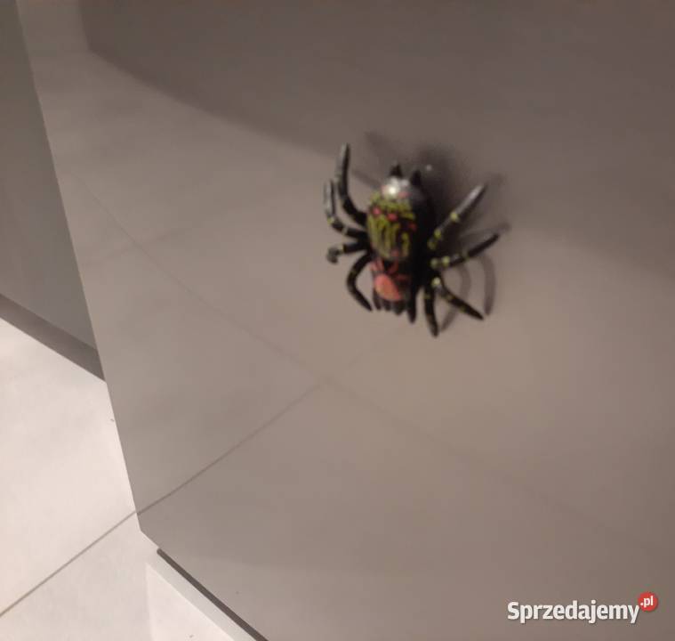 Pająk zsuwający się szybie 85 prank na Halloween Czeladź
