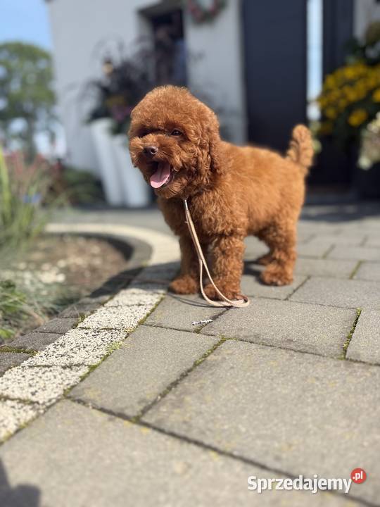 Pudel Toy piesek mocny kolor red Polanka Wielka sprzedam