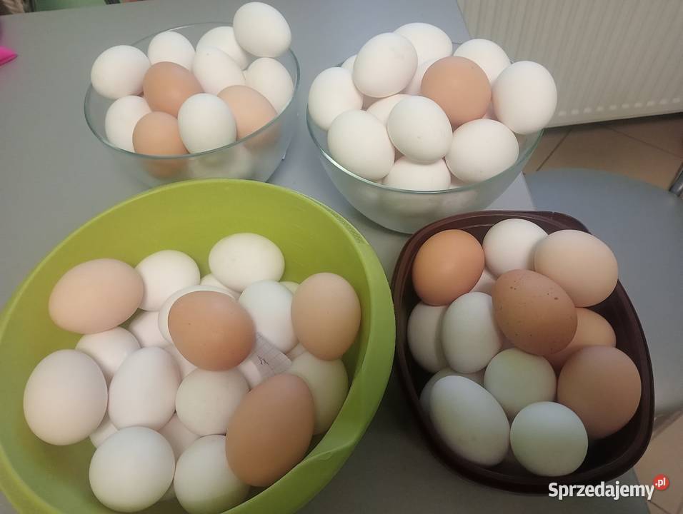 Jaka Jajka wiejskie z wolnego wybiegu Jasienica Rosielna