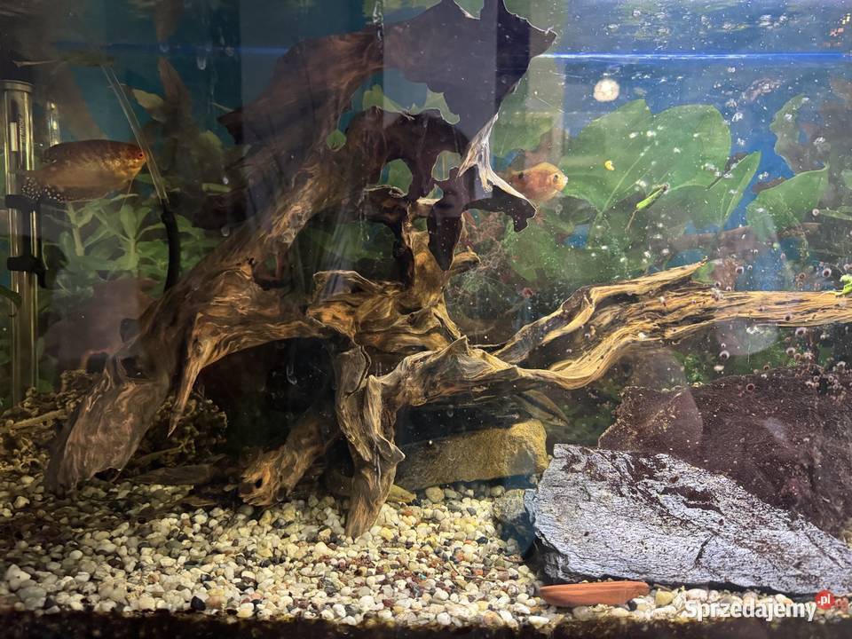 Sprzedam akwarium 240 l z szafka