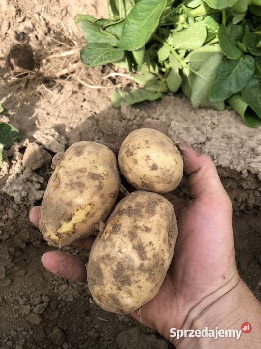 Ziemniaki młode vinetalordgala i bellarosa hurt Pielgrzymka