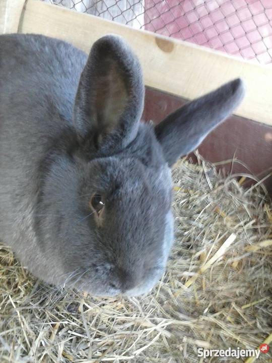 Królik wiedeński niebieski samiec Sokółka
