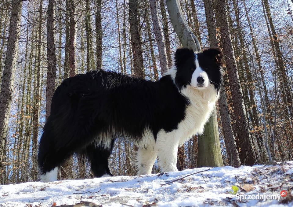 Prześliczna Suczka BORDER COLLIE pełna dok super Iwonicz