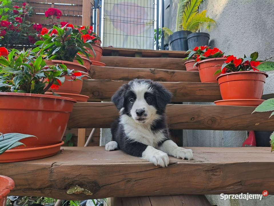 Suczka Border collie czarnobiała z rodowodem z Rymanów