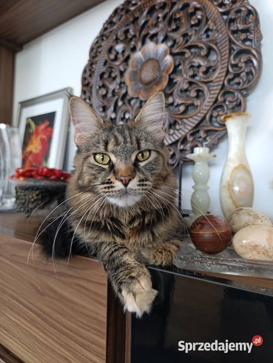 Maine coon kocięta Krasnystaw