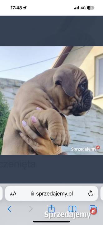 Bokser szczenię dolnośląskie