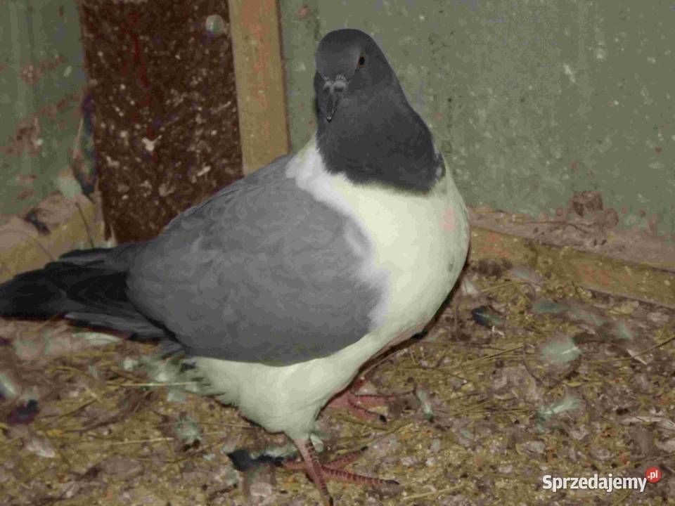 sprzedam gołebie podkarpackie Podborze