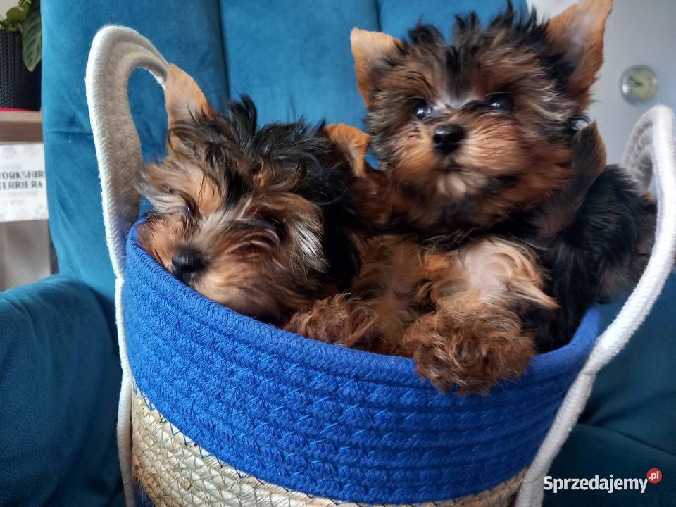 Yorkshire Terrier