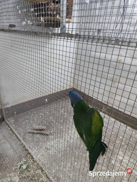 Akeksandretta chińska dorosła samica Pszczyna