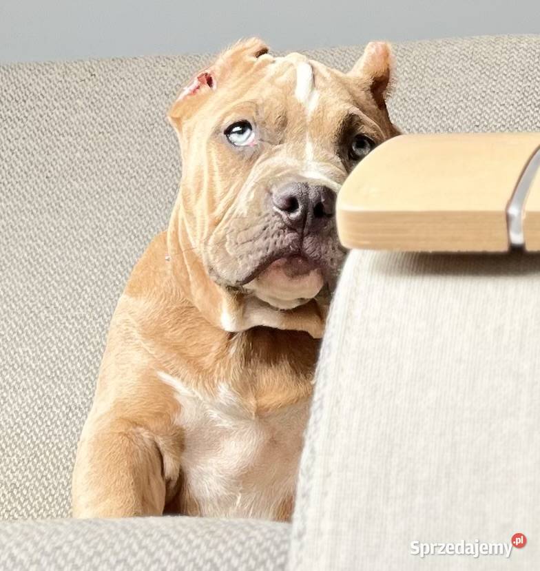 American bully piesek ABKC wielkopolskie Koło