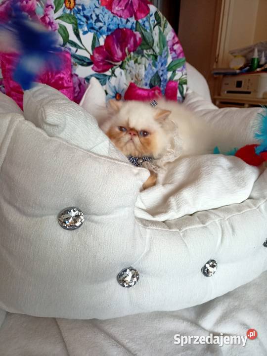 Malutki książę z niebieskimi oczami rodowód fpl sprzedam