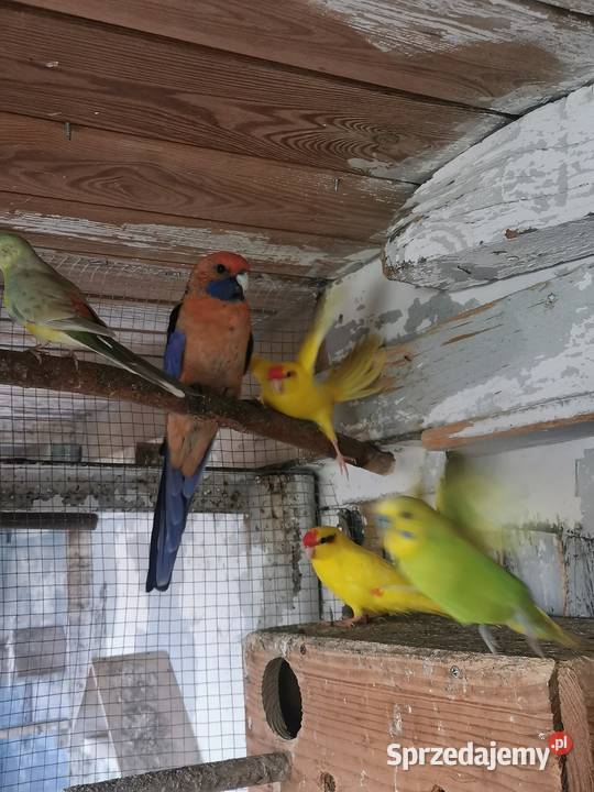 Ptaszki że zdięcia zmienią woliere Maryszewice sprzedam