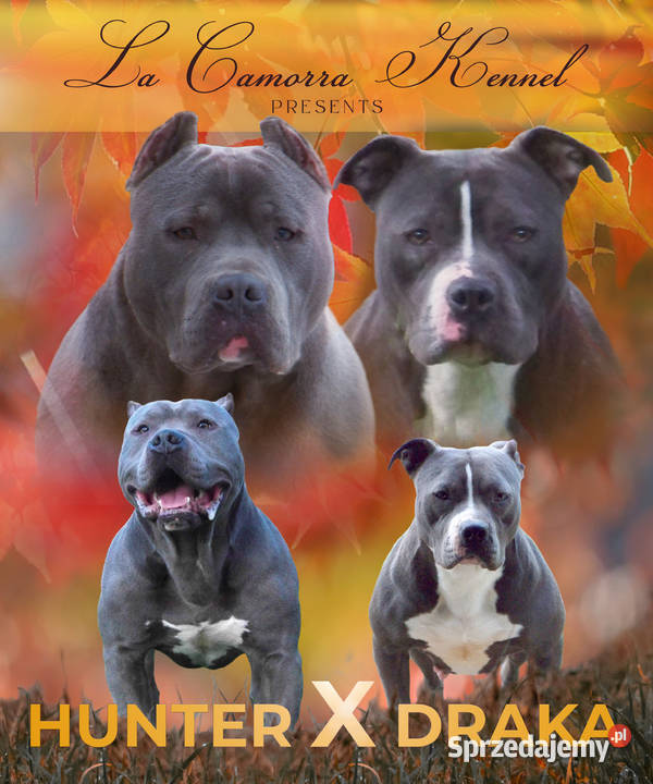 American Staffordshire Terrier Amstaff Suczka Paczków