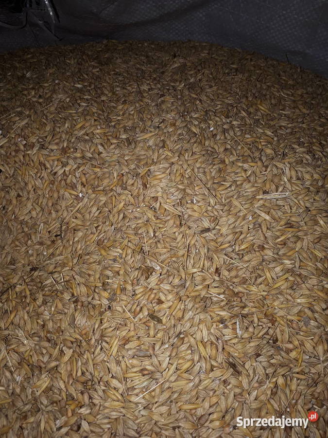 Mieszanka zbożowa w bigbag Stara Rokitnia